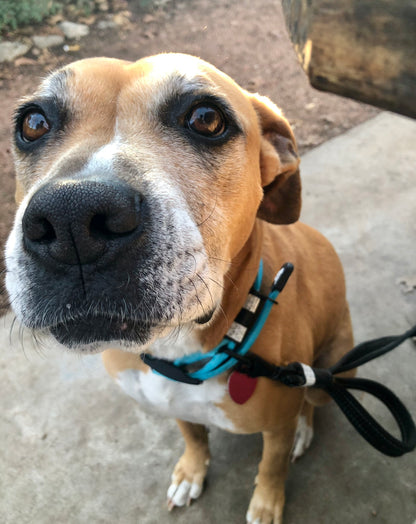2-in-1 Double Handle TUFF Leash